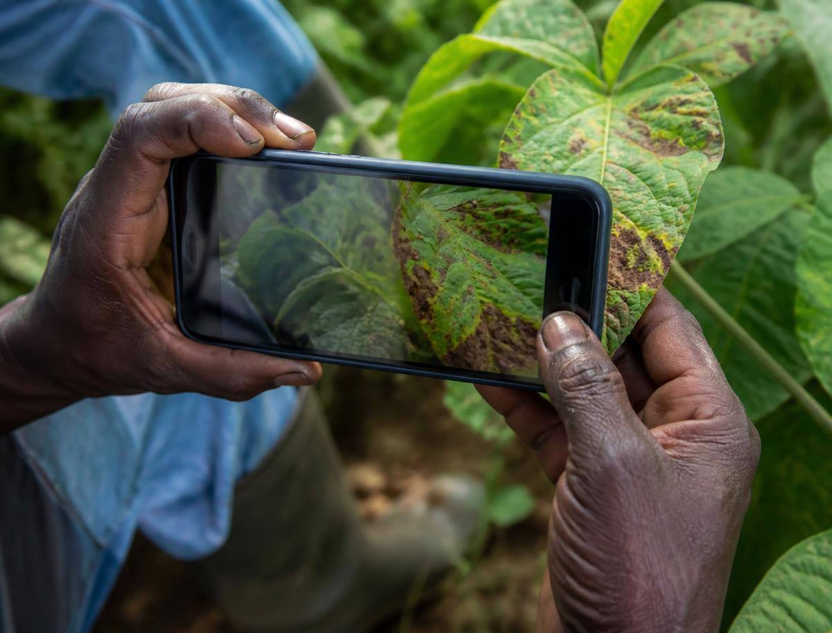 Mains d'un agriculteur photographiant une feuille de haricot malade avec un smartphone