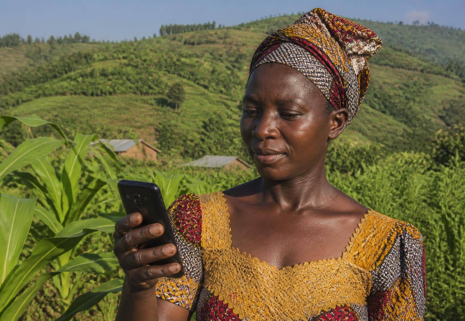Agricultrice burundaise consultant AgriConnect sur son smartphone dans son champ de maïs, collines en terrasses en arrière-plan